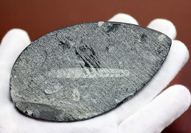 モロッコ産、デボン紀直角貝ことオルソセラスのポリッシュ化石。平置きで安定的に展示できます。（その5）