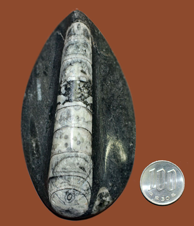 モロッコ産、デボン紀直角貝ことオルソセラスのポリッシュ化石。平置きで安定的に展示できます。（その6）