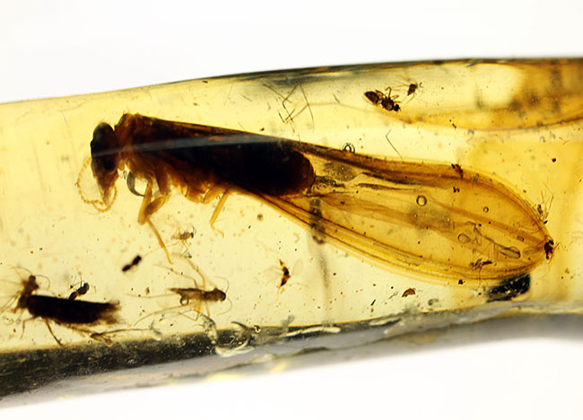 1.7cmに及ぶ巨大な虫を含む大きな虫を４匹、小さな虫を３０匹以上含んだマダガスカル産コーパル（Copal）（その13）