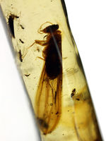 1.7cmに及ぶ巨大な虫を含む大きな虫を４匹、小さな虫を３０匹以上含んだマダガスカル産コーパル（Copal）
