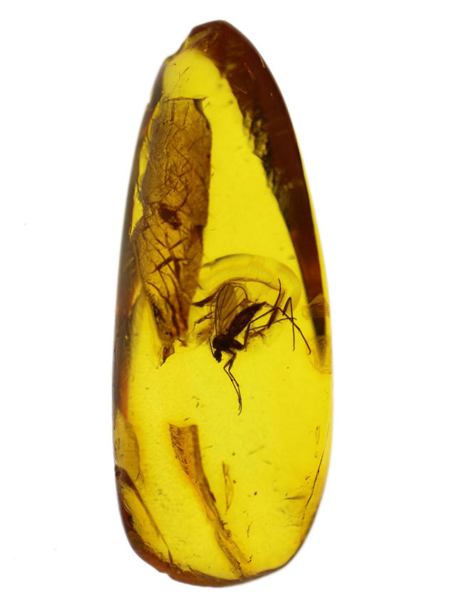 ドロップ型、透き通った黄金色の基質が美しい、中央に虫入り。透明度の高いバルト海産琥珀（Amber）（その1）