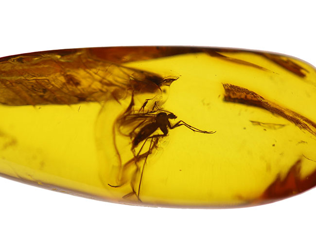 ドロップ型、透き通った黄金色の基質が美しい、中央に虫入り。透明度の高いバルト海産琥珀（Amber）（その2）