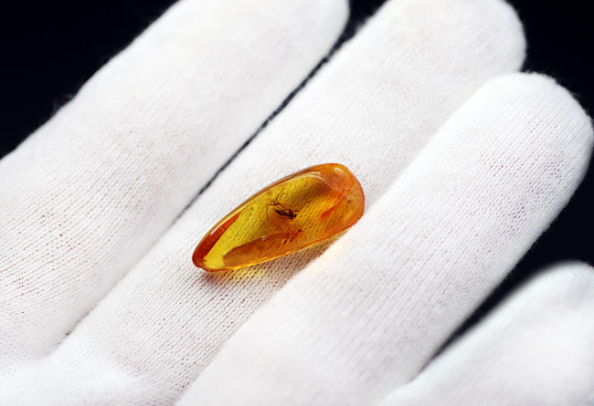 ドロップ型、透き通った黄金色の基質が美しい、中央に虫入り。透明度の高いバルト海産琥珀（Amber）（その3）