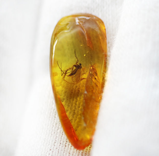 ドロップ型、透き通った黄金色の基質が美しい、中央に虫入り。透明度の高いバルト海産琥珀（Amber）（その4）