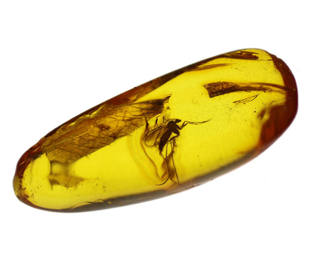 ドロップ型、透き通った黄金色の基質が美しい、中央に虫入り。透明度の高いバルト海産琥珀（Amber）（その5）