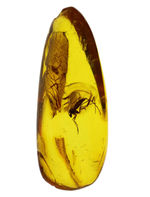 ドロップ型、透き通った黄金色の基質が美しい、中央に虫入り。透明度の高いバルト海産琥珀（Amber）