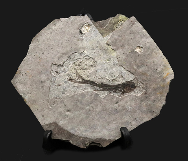 中生代白亜紀の絶滅淡水魚、リコプテラ(Lycoptera)の味わい深い標本(その1)
