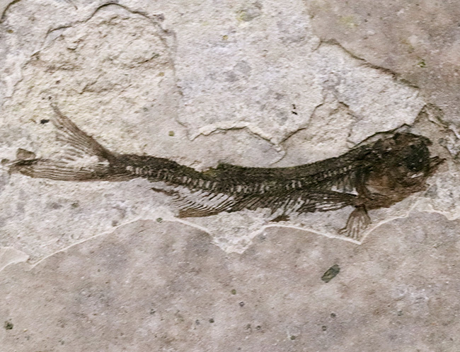 中生代白亜紀の絶滅淡水魚、リコプテラ(Lycoptera)の味わい深い標本(その2)