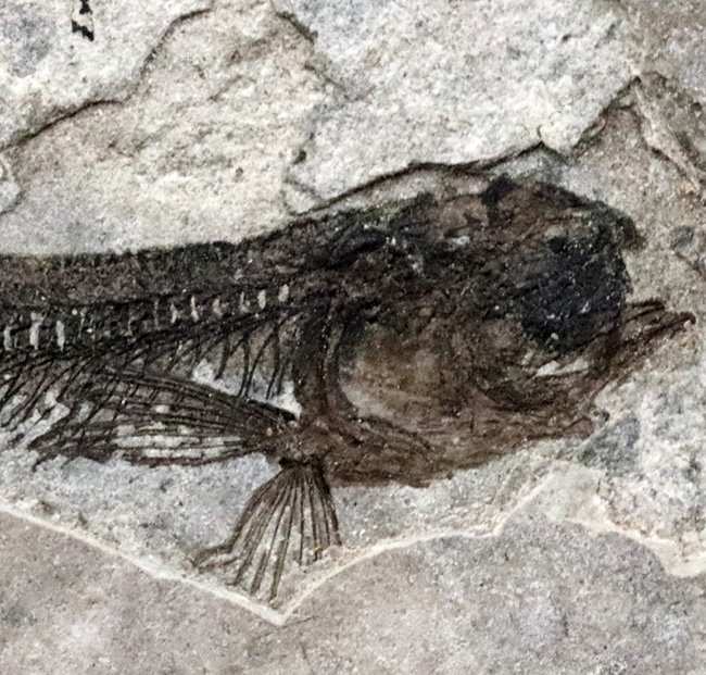 中生代白亜紀の絶滅淡水魚、リコプテラ(Lycoptera)の味わい深い標本(その3)