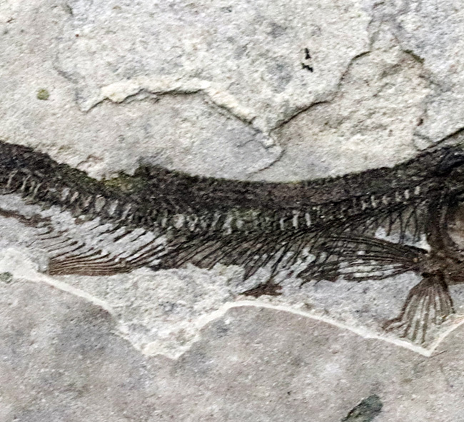 中生代白亜紀の絶滅淡水魚、リコプテラ（Lycoptera）の味わい深い標本（その4）