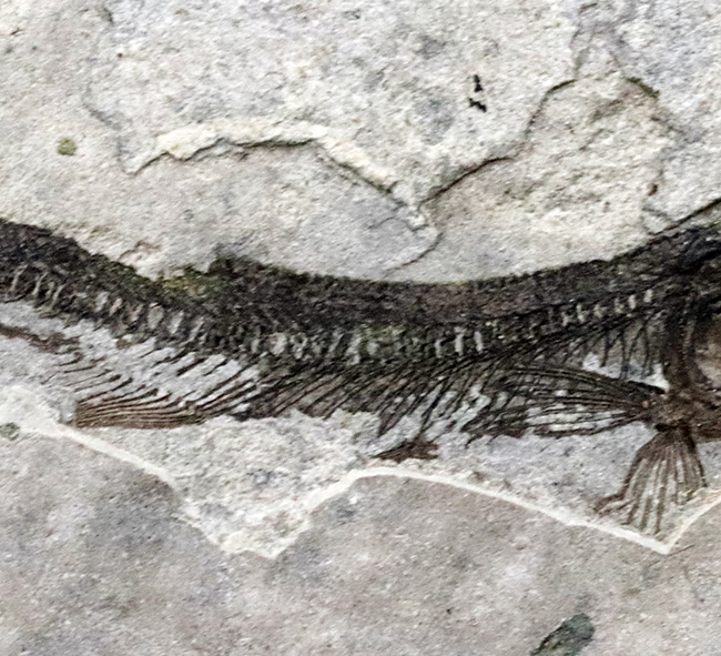 中生代白亜紀の絶滅淡水魚、リコプテラ(Lycoptera)の味わい深い標本(その4)