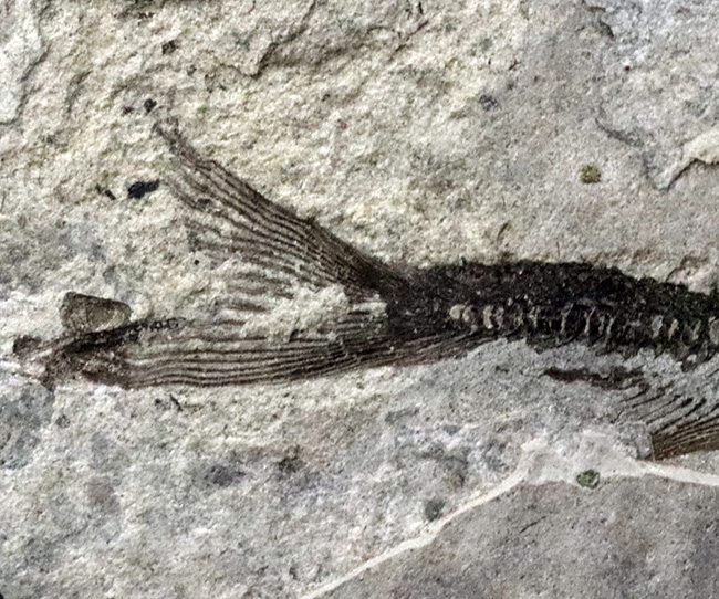 中生代白亜紀の絶滅淡水魚、リコプテラ(Lycoptera)の味わい深い標本(その5)