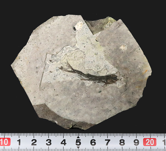 中生代白亜紀の絶滅淡水魚、リコプテラ(Lycoptera)の味わい深い標本(その9)