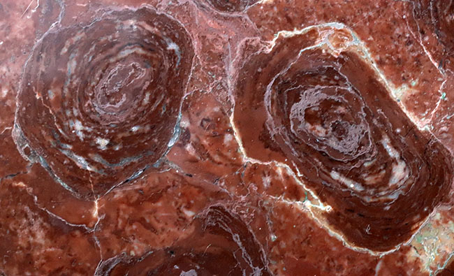 およそ１７億年前、地球にせっせと酸素を生み出してくれた、ありがたいシアノバクテリアの化石、コレニア・シリンドリカ（Collenia cylindrica）（その2）