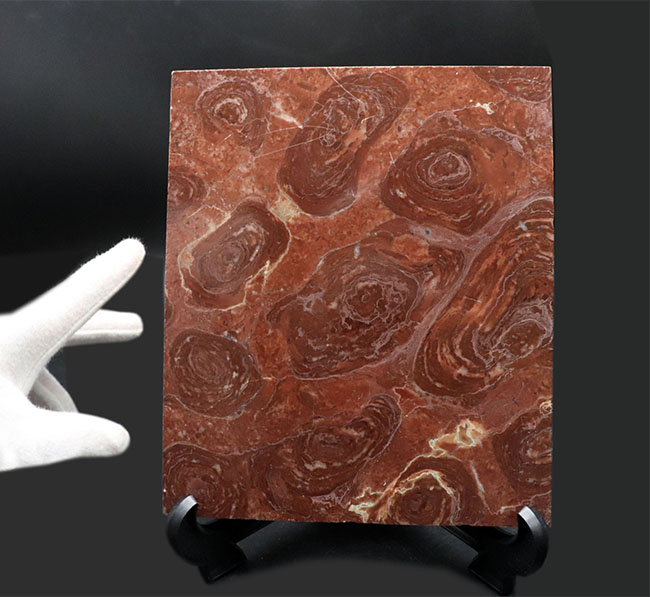 およそ17億年前、地球にせっせと酸素を生み出してくれた、ありがたい