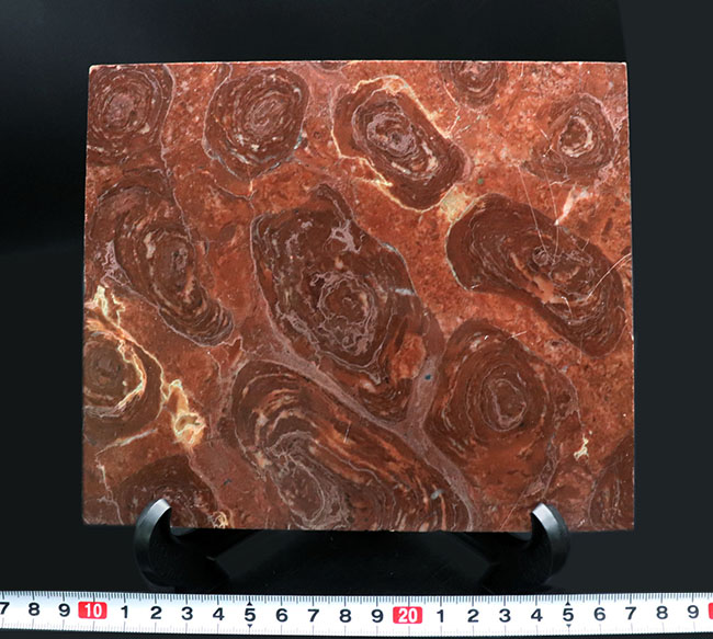 およそ１７億年前、地球にせっせと酸素を生み出してくれた、ありがたいシアノバクテリアの化石、コレニア・シリンドリカ（Collenia cylindrica）（その8）
