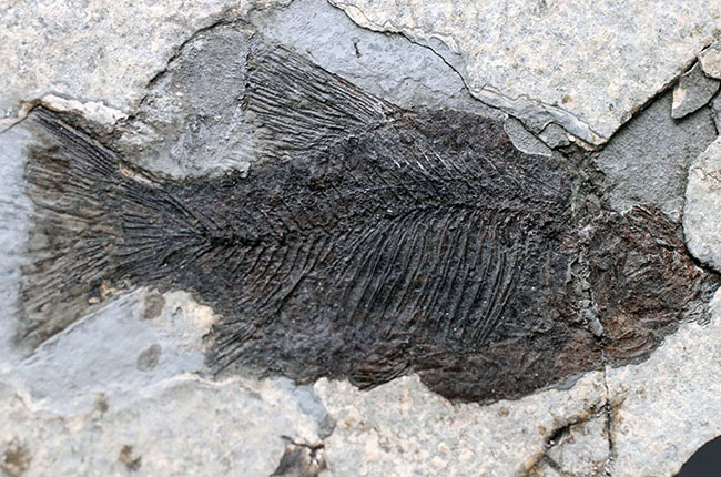 黒い魚体が特徴的な中国湖北省産の古代魚の化石(その1)