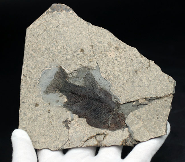 黒い魚体が特徴的な中国湖北省産の古代魚の化石(その2)
