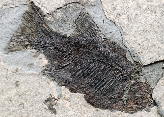 黒い魚体が特徴的な中国湖北省産の古代魚の化石(その3)