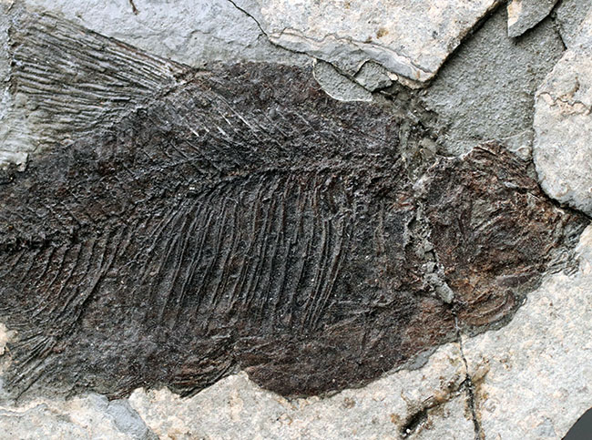 黒い魚体が特徴的な中国湖北省産の古代魚の化石(その4)