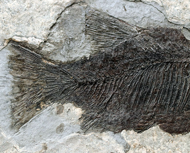 黒い魚体が特徴的な中国湖北省産の古代魚の化石(その5)