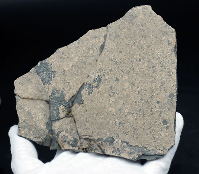 黒い魚体が特徴的な中国湖北省産の古代魚の化石（その6）