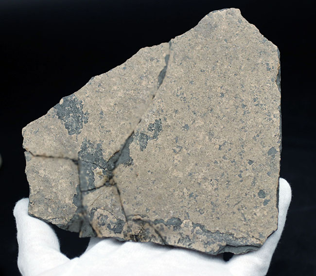 黒い魚体が特徴的な中国湖北省産の古代魚の化石(その6)