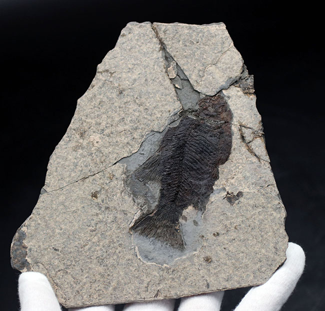 黒い魚体が特徴的な中国湖北省産の古代魚の化石(その7)
