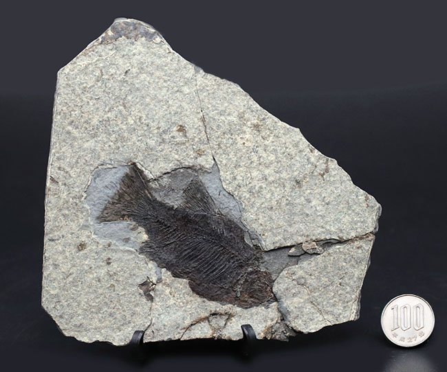 黒い魚体が特徴的な中国湖北省産の古代魚の化石（その8）