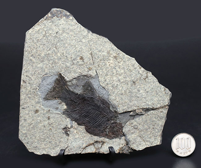 黒い魚体が特徴的な中国湖北省産の古代魚の化石(その8)