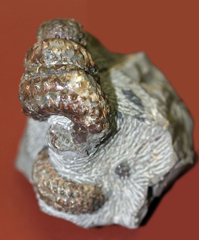 ヘビのトグロのよう、白亜紀中期に現れた異常巻きアンモナイト、希少種マリエラ・ウーレルティー(Mariella oehlerti)。北海道雨竜郡幌加内町産。(その1)
