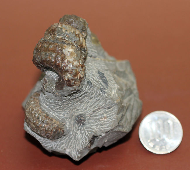 ヘビのトグロのよう、白亜紀中期に現れた異常巻きアンモナイト、希少種マリエラ・ウーレルティー(Mariella oehlerti)。北海道雨竜郡幌加内町産。(その18)