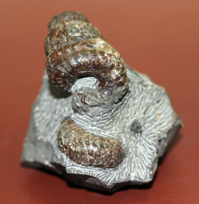 ヘビのトグロのよう、白亜紀中期に現れた異常巻きアンモナイト、希少種マリエラ・ウーレルティー(Mariella oehlerti)。北海道雨竜郡幌加内町産。(その4)