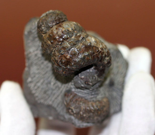ヘビのトグロのよう、白亜紀中期に現れた異常巻きアンモナイト、希少種マリエラ・ウーレルティー(Mariella oehlerti)。北海道雨竜郡幌加内町産。(その9)