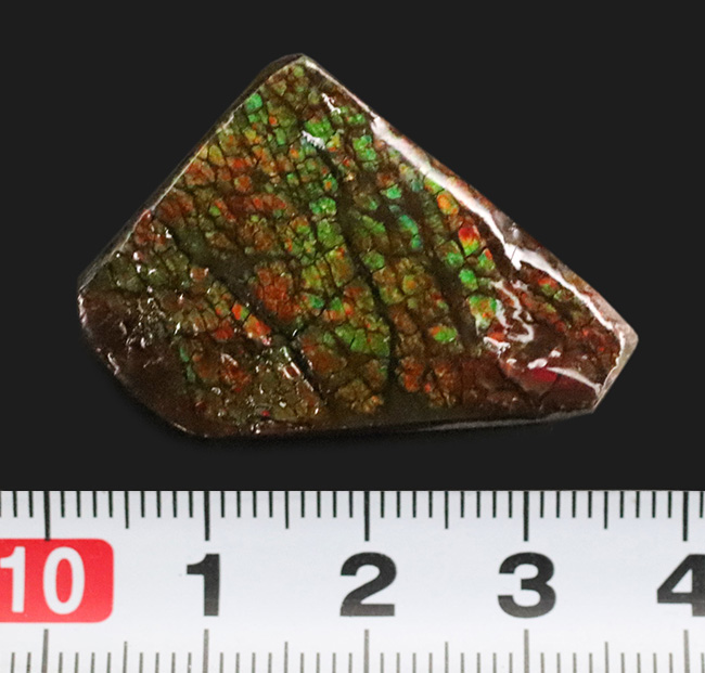 ドラゴンスキン標本！カナダ・アルバータ州の大地が生み出した、化石でありながら宝石でもある希少な存在、アンモライト（Ammolite）のピース（その6）