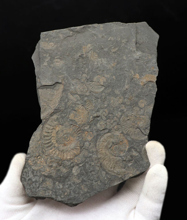 世界的産地、ドイツ・ホルツマーデンで採集されたアンモナイトの群集化石（その1）