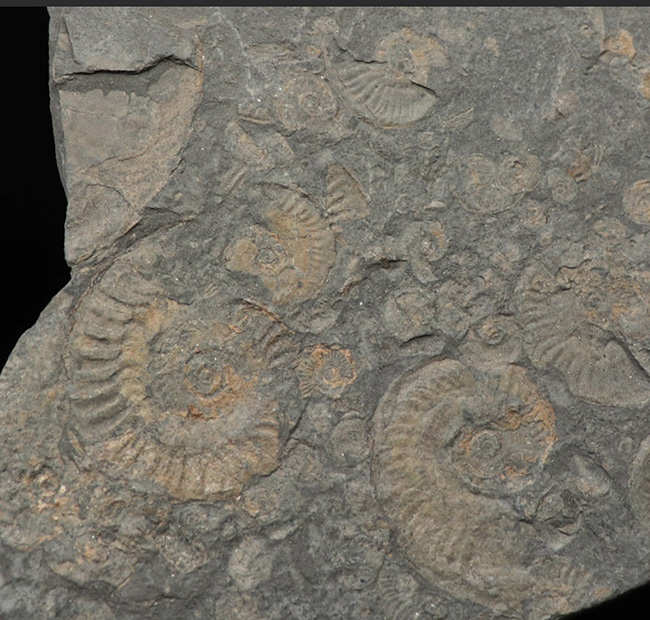 世界的産地、ドイツ・ホルツマーデンで採集されたアンモナイトの群集化石（その2）