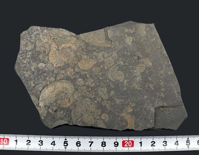 世界的産地、ドイツ・ホルツマーデンで採集されたアンモナイトの群集化石（その6）