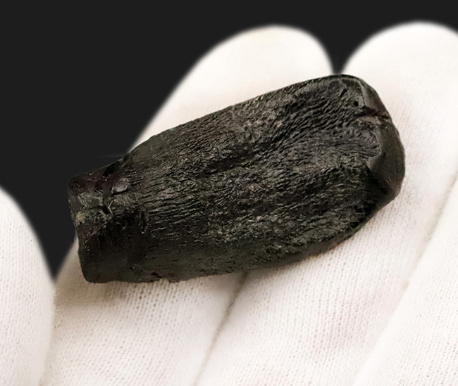 モリソン・ブラック！恐竜ファンの心を躍らせる逸品。かつてない最高レベルの保存状態を誇る、カマラサウルス・グランディス（Camarasaurus grandis）の歯化石（その4）