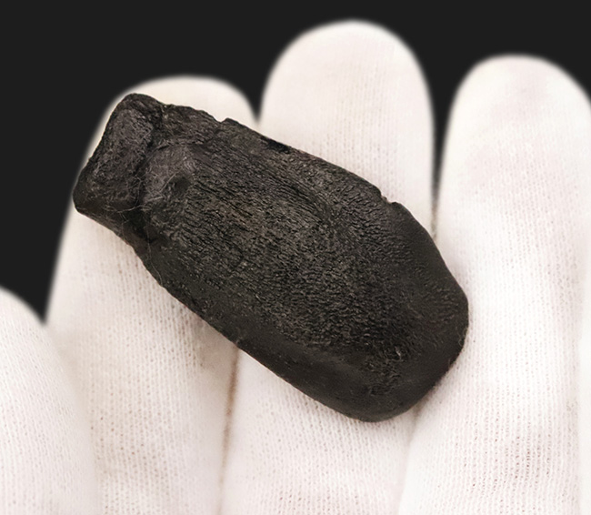 モリソン・ブラック！恐竜ファンの心を躍らせる逸品。かつてない最高レベルの保存状態を誇る、カマラサウルス・グランディス（Camarasaurus grandis）の歯化石（その5）