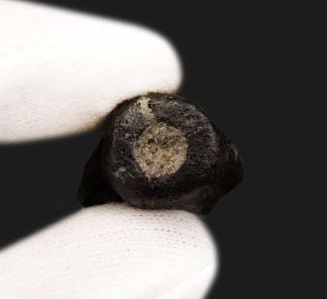 モリソン・ブラック！恐竜ファンの心を躍らせる逸品。かつてない最高レベルの保存状態を誇る、カマラサウルス・グランディス（Camarasaurus grandis）の歯化石（その6）
