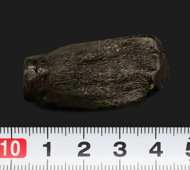 モリソン・ブラック！恐竜ファンの心を躍らせる逸品。かつてない最高レベルの保存状態を誇る、カマラサウルス・グランディス（Camarasaurus grandis）の歯化石（その7）