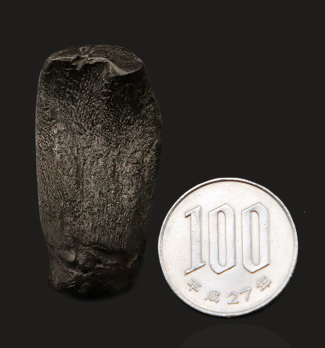 モリソン・ブラック！恐竜ファンの心を躍らせる逸品。かつてない最高