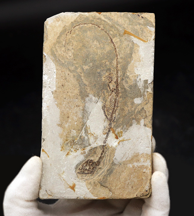 ミニドラゴン!およそ白亜紀に棲息していた淡水生爬虫類、ヒファロサウルス(Hyphalosaurus lingyuanensis)の全身骨格の化石(その1)