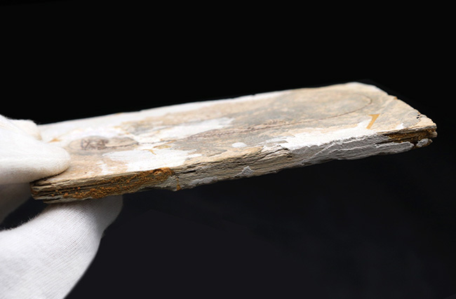 ミニドラゴン!およそ白亜紀に棲息していた淡水生爬虫類、ヒファロサウルス(Hyphalosaurus lingyuanensis)の全身骨格の化石(その10)