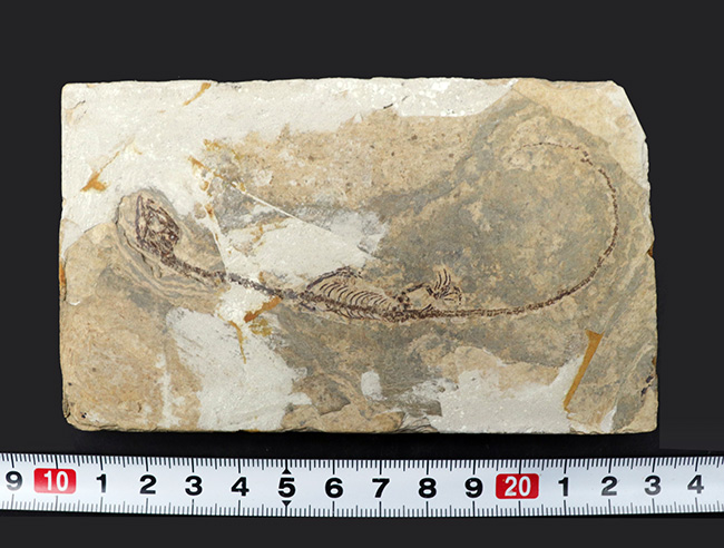 ミニドラゴン!およそ白亜紀に棲息していた淡水生爬虫類、ヒファロサウルス(Hyphalosaurus lingyuanensis)の全身骨格の化石(その11)