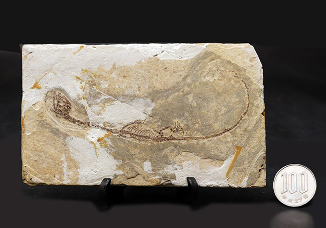 ミニドラゴン!およそ白亜紀に棲息していた淡水生爬虫類、ヒファロサウルス(Hyphalosaurus lingyuanensis)の全身骨格の化石(その12)