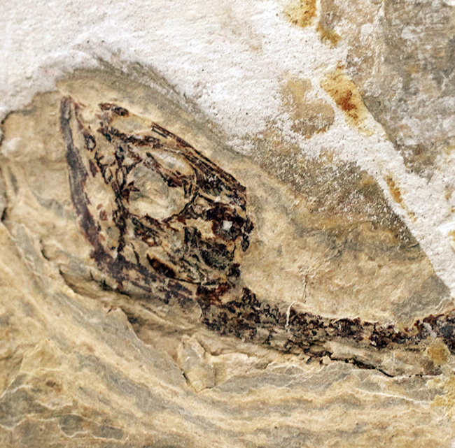 ミニドラゴン！およそ白亜紀に棲息していた淡水生爬虫類、ヒファロサウルス（Hyphalosaurus lingyuanensis）の全身骨格の化石（その2）