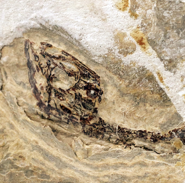 ミニドラゴン!およそ白亜紀に棲息していた淡水生爬虫類、ヒファロサウルス(Hyphalosaurus lingyuanensis)の全身骨格の化石(その2)