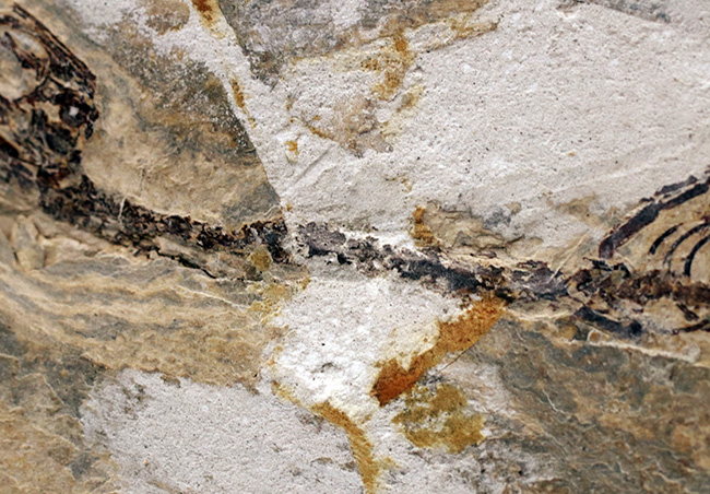 ミニドラゴン!およそ白亜紀に棲息していた淡水生爬虫類、ヒファロサウルス(Hyphalosaurus lingyuanensis)の全身骨格の化石(その3)